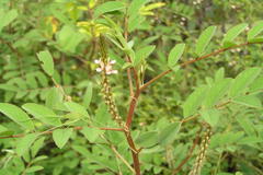 Indigofera astragalina